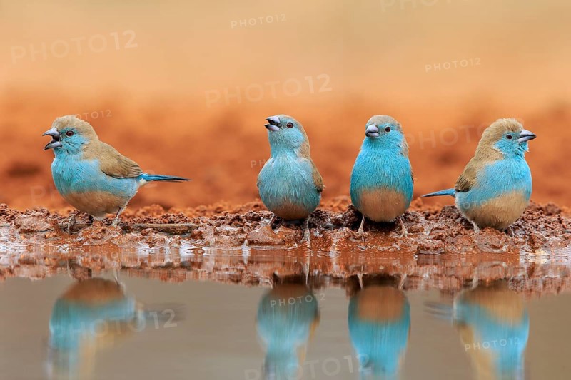 Blue-winged Oriole (Uraeginthus angolensis), Angola Butterfly Finch, adult, at the water, group, drinking, Kruger National Park, Kruger National Park, Krugerpark, South Africa, Africa