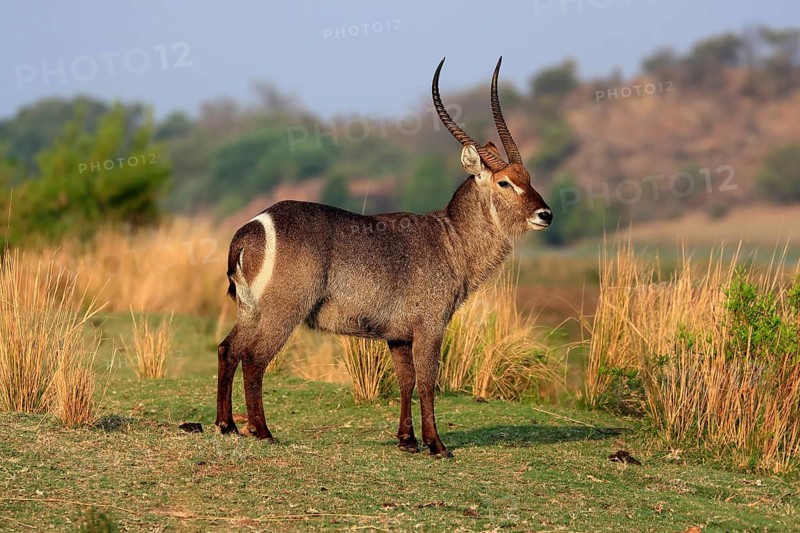 Ellipsen waterbuck (Kobus ellipsiprymnus), adult, male, foraging, vigilant, Kruger National Park, Kruger National Park, Krugerpark, South Africa, Africa