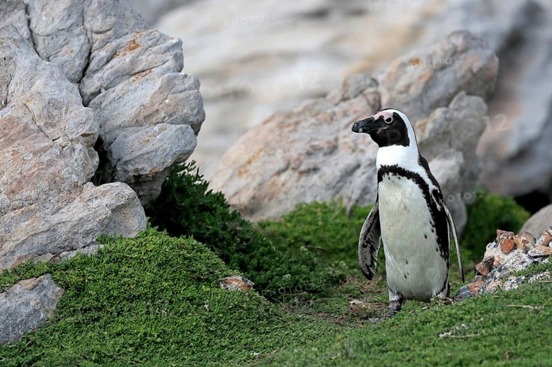 African penguin (Spheniscus demersus), adult, on land, Betty's Bay, Stony Point Nature Reserve, Western Cape, South Africa, Africa