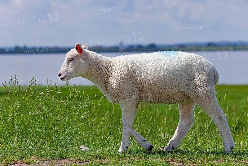 Domestic sheep (Ovis gmelini aries), lamb running on dyke at the river Elbe, animal child, Wedeler Elbmarsch, Wedel, Schleswig-Holstein, Germany, Europe