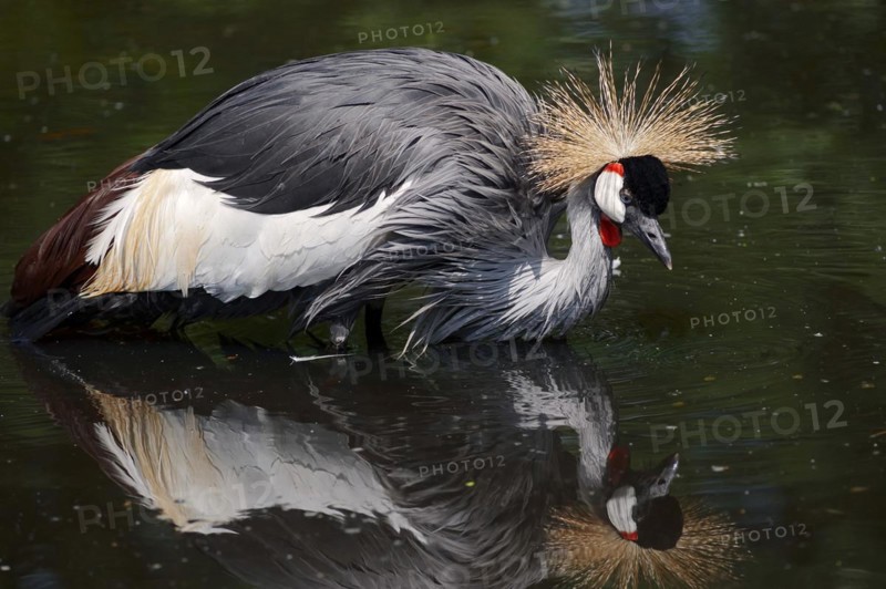 Gray crowned-crane (Balearica regulorum) bathing in water, captive, occurrence in Africa