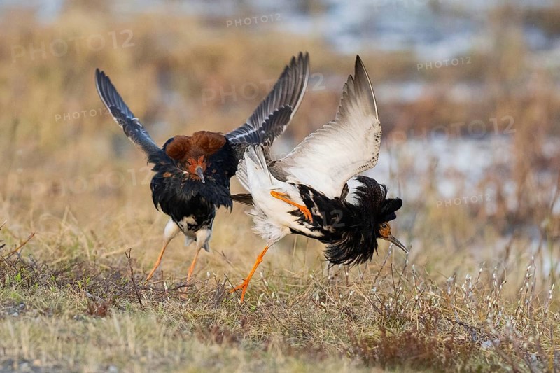 Ruff (Calidris pugnax) two males in breeding plumage at lek, fighting over female, Pokka, Finnish Lapland