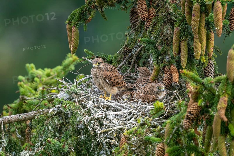 Common kestrel (Falco tinnunculus), young birds not yet ready to fly in the nest, Rhineland-Palatinate, Germany, Europe