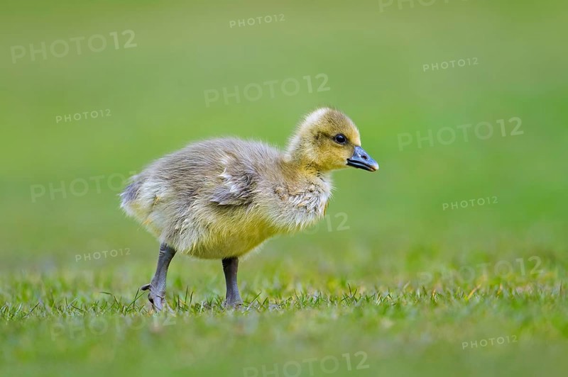 Greylag goose, graylag goose (Anser anser) cute gosling walking over grassland in spring