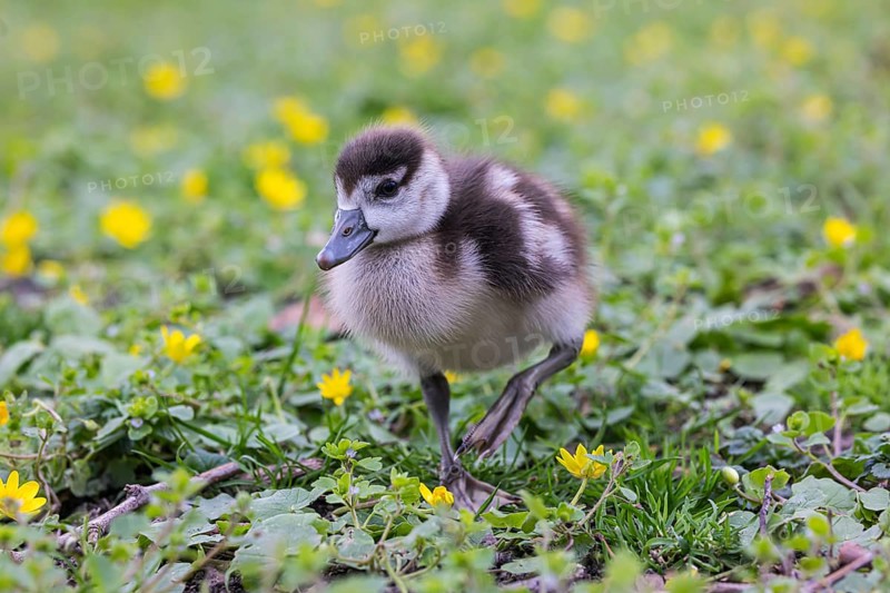 Chicks of the Nile Goose (Alopochen aegyptiaca) freshly hatched, park in spring with spring flowers. Baden-Württemberg, Germany, Europe