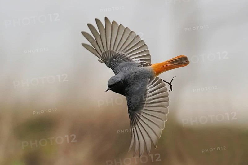 A black redstart (Phoenicurus ochruros) in a dynamic flight with outstretched wings, Hesse, Germany, Europe
