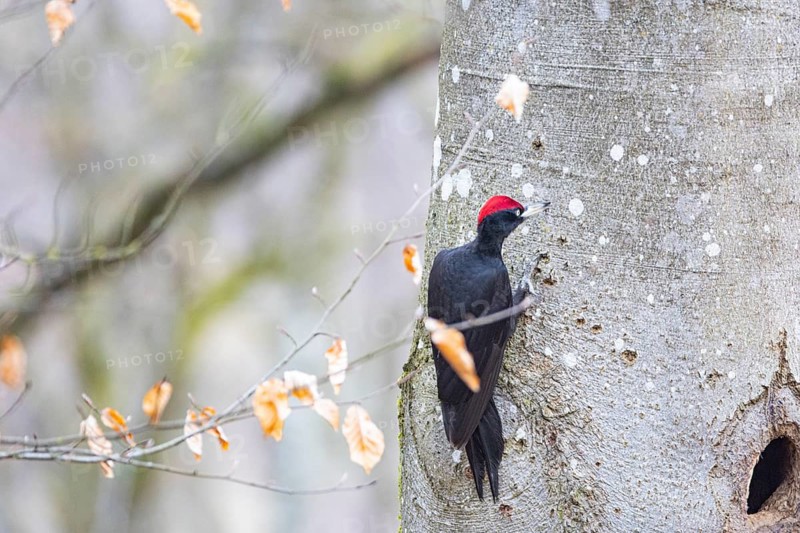 Black woodpecker (Dryocopus martius) ml Germany