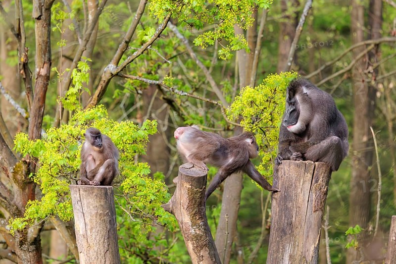 Three Drills (Mandrillus leucophaeus), a male and two females, sit high up on the three stumps of a cut tree and enjoy the early sunlight. A green forest can be seen in the background
