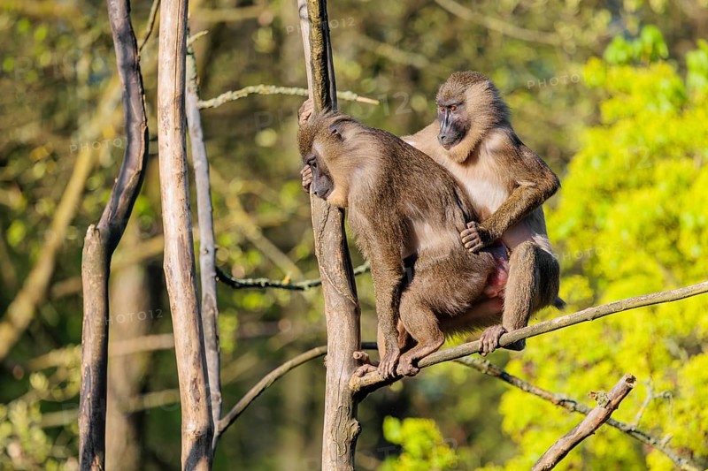 Two Drills (Mandrillus leucophaeus) mating high up in a tree. A green forest can be seen in the background