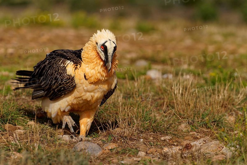 Old bearded vulture (Gypaetus barbatus), foraging, portrait, Catalonia, Pyrenees, Spain, Europe
