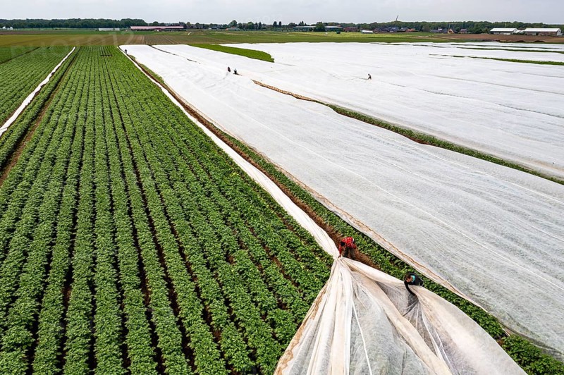 Potato field, fleece cover is removed, the fleece is intended to protect against weather influences, pests, hailstorms in spring and supports growth at low temperatures, here early potatoes, 6 weeks after planting, a good 3 weeks until harvest, North Rhine-Westphalia, Germany, Europe