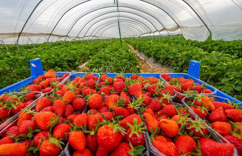 Harvest of strawberries, strawberry cultivation in the open, under a foil tunnel, young strawberry plants growing, in different stages of ripeness, near Dormagen, Rhineland, North Rhine-Westphalia, Germany, Europe