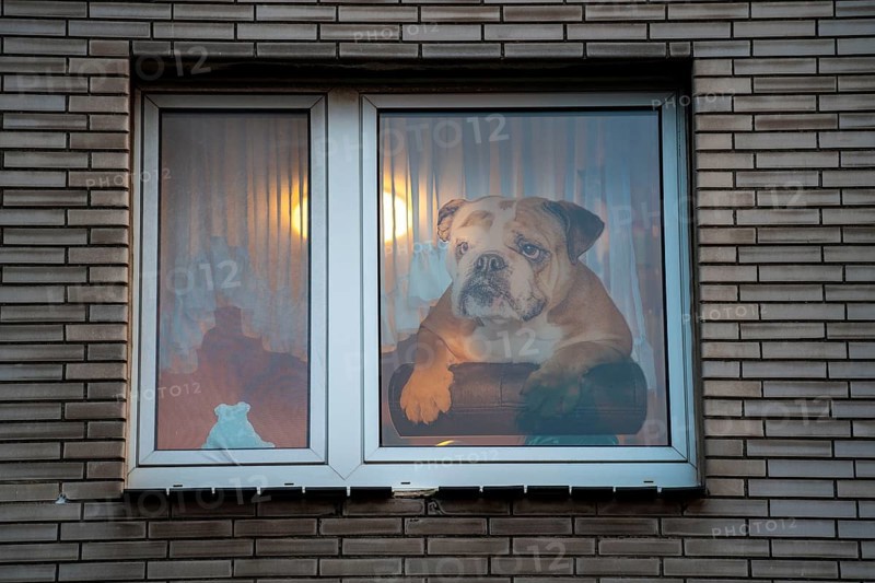Window decoration in Duisburg-Kaßlerfeld, residential building, large picture of a bulldog on the window pane, Duisburg, North Rhine-Westphalia, Germany, Europe