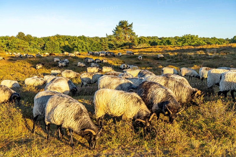 Herd of Heidschnucken, sheep grazing in the Westruper Heide, in the Hohe Mark Westmünsterland nature park Park, near Haltern am See, heather blossom, North Rhine-Westphalia, Germany, Europe