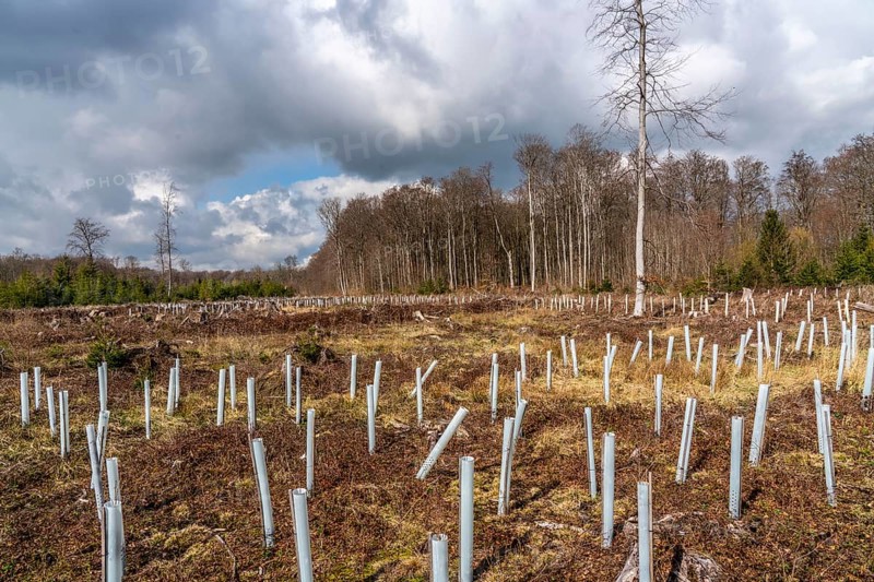 Reforestation in the Arnsberg Forest near Rüthen-Nettelstädt, Soest district, young trees in protective covers to protect the plants from browsing by game, on the site of a spruce forest that had died and been felled due to heavy bark beetle infestation, North Rhine-Westphalia, Germany, Europe