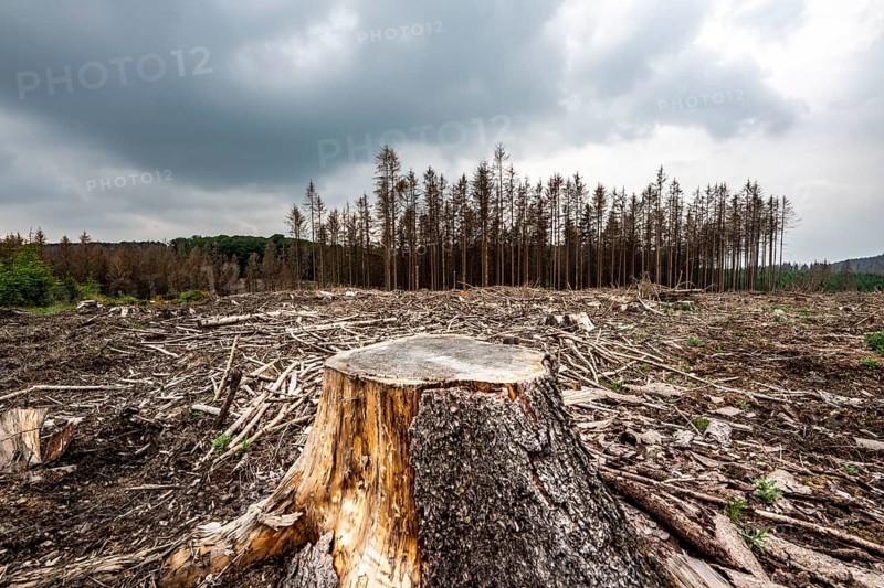 Forest dieback in the Arnsberg Forest nature park Park, over 70 per cent of the spruce trees are diseased, damaged, mostly by the bark beetle, which was able to spread due to drought and heat, climate change, attempts are being made to adapt the forest to climate change by replanting other tree species, near Hirschberg, North Rhine-Westphalia, Germany, Europe