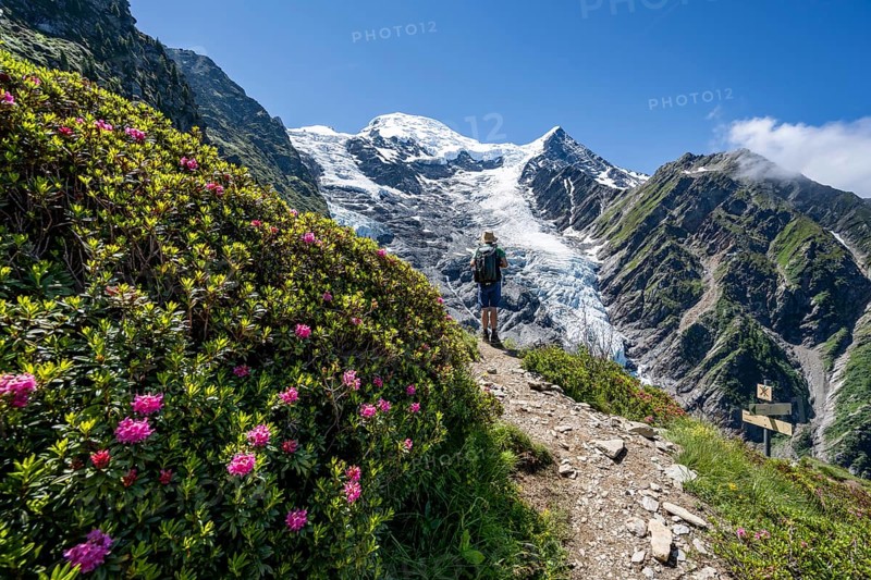 Mountaineer between alpine roses on a hiking trail, impressive mountain landscape with glacier, view of glacier Glacier de Taconnaz, hike La Jonction, Chamonix, Haute-Savoie, France, Europe