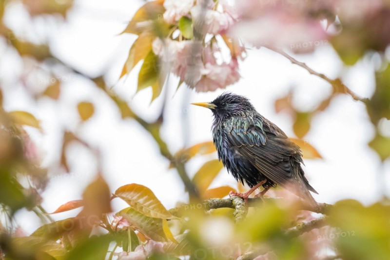 A common starling (Sturnus vulgaris) surrounded by pink flowers and leaves looks to the side, Hesse, Germany, Europe