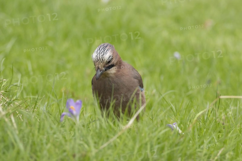Eurasian jay (Garrulus glandarius) adult bird on a garden lawn with flowering Crocus flowers in spring, England, United Kingdom, Europe