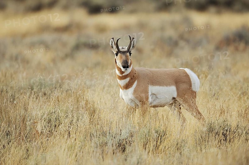 Pronghorn or pronghorn (Antilocapra americana), male, Yellowstone National Park, Wyoming, USA, North America