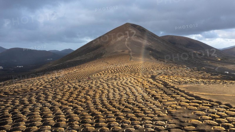 Grapevines growing in black volcanic soil in protected enclosed pits, La Geria, Lanzarote, Canary Islands, Spain, Europe