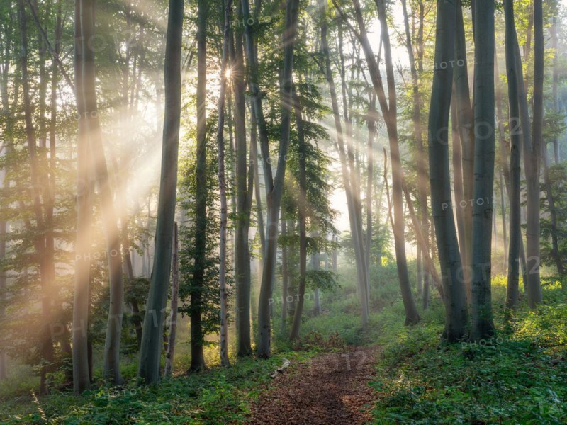 Hiking trail through natural green beech forest in the morning light, the sun shines through the morning mist, near Freyburg (Unstrut), Saxony-Anhalt, Germany, Europe