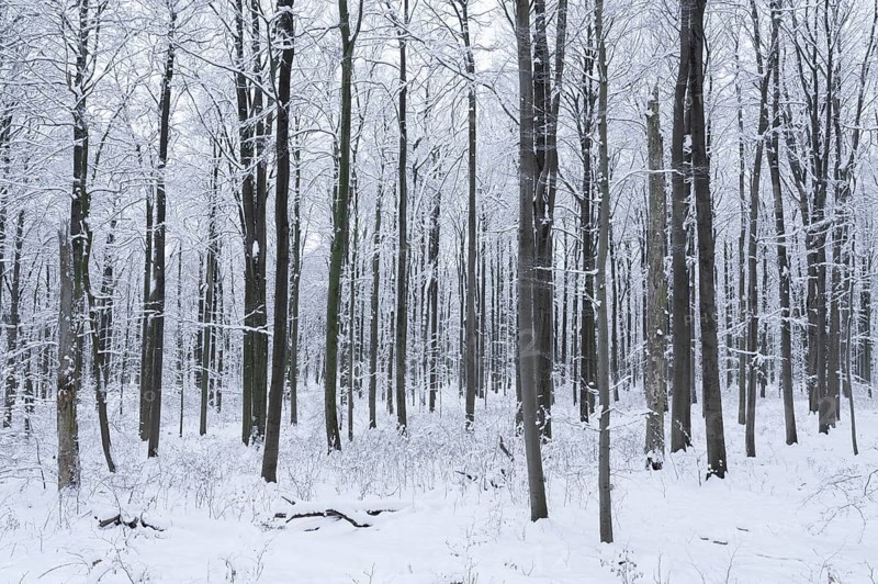 Snow-covered deciduous forest in winter, Hainich National Park, Thuringia, Germany, Europe