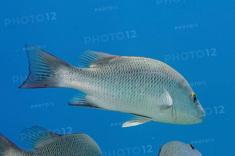 Mangrove red snapper (Lutjanus argentimaculatus), dive site House Reef, Mangrove Bay, El Quesir, Red Sea, Egypt, Africa