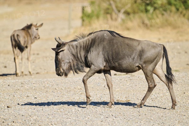 Blue wildebeest (Connochaetes taurinus) walking in the dessert, captive, distribution Africa