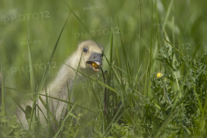 Greylag goose (Anser anser) juvenile baby gosling bird feeding on a Buttercup flower in grassland, England, United Kingdom, Europe