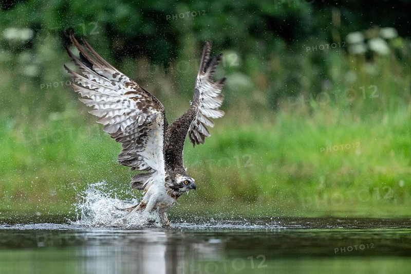 Western osprey (Pandion haliaetus) hunting, Aviemore, Scotland, Great Britain