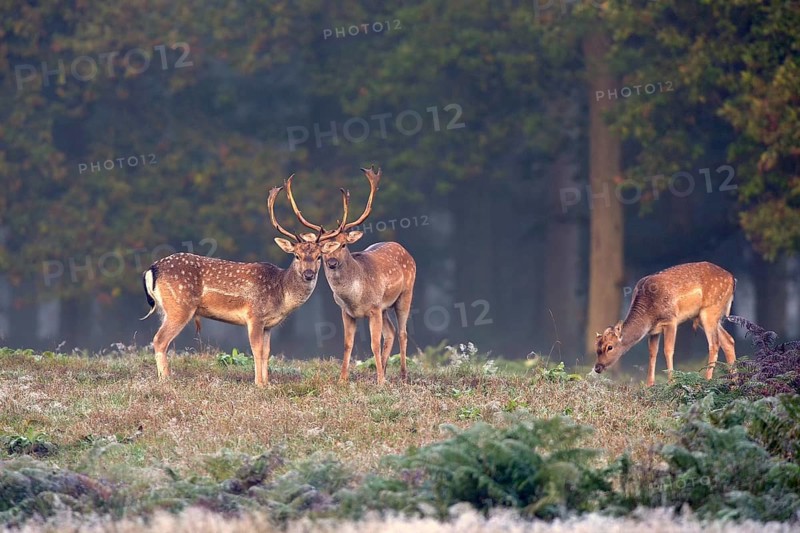 Three fallow deer (Dama dama) in a clearing in the forest, Lower Rhine, North Rhine-Westphalia, Germany, Europe