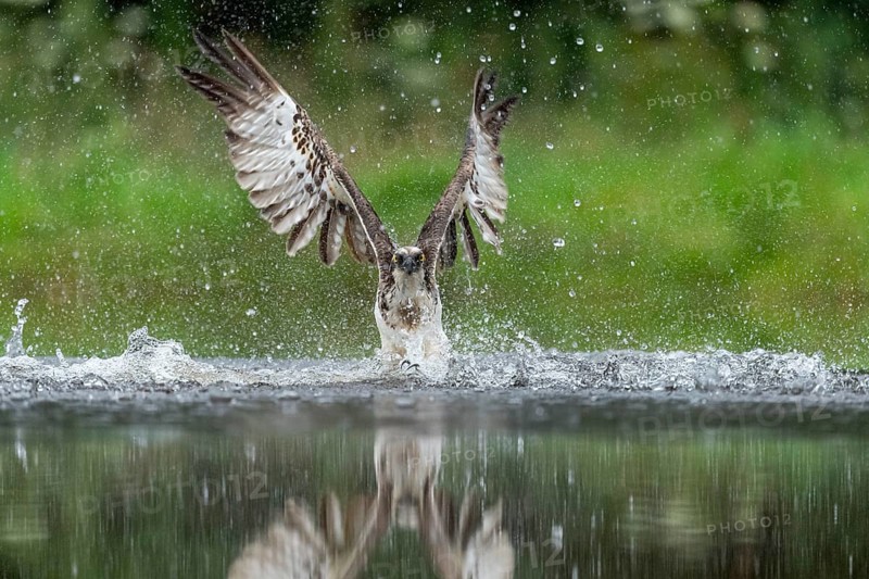 Western osprey (Pandion haliaetus) hunting, Aviemore, Scotland, Great Britain