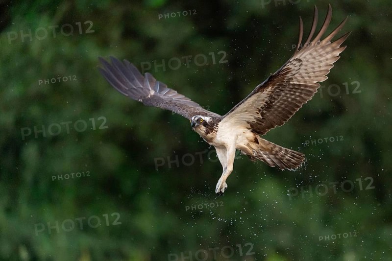 Western osprey (Pandion haliaetus) hunting, Aviemore, Scotland, Great Britain