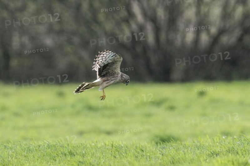 Hen harrier (Circus cyaneus), Emsland, Lower Saxony, Germany, Europe