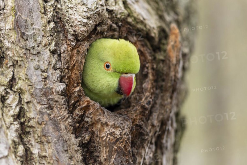 Rose-ringed parakeet (Psittacula krameri) looking out of its breeding den, wildlife, Germany, Europe
