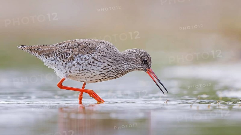 Redshank (Tringa totanus) Snipe bird, searching for food in the mud, shallow water zone, Toledo, Spain, Europe