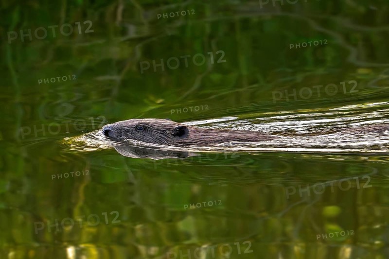 Eurasian beaver, European beaver (Castor fiber) swimming in stream in summer