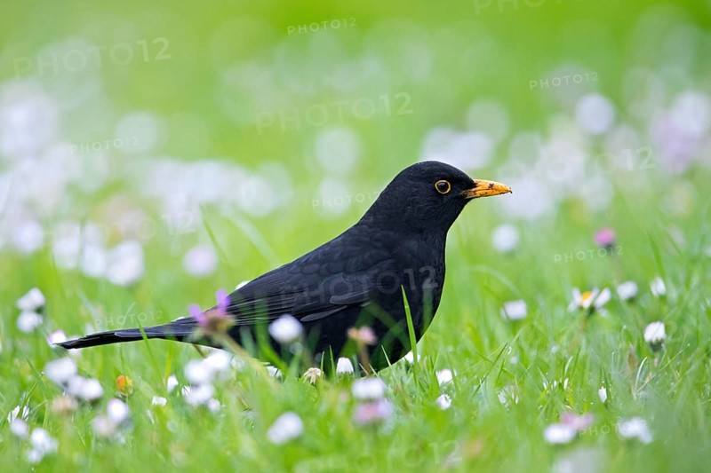 Common blackbird, Eurasian blackbird (Turdus merula) male foraging in grassland, meadow