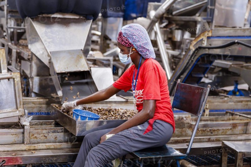 KAJU, cashew factory. Employees picking out the whole nuts from the shells on a conveyor belt, cashew nut factory near Cotonou in Benin, Glo-Djigbe, 07.03.2024.Photographed on behalf of the Federal Ministry for Economic Cooperation and Development
