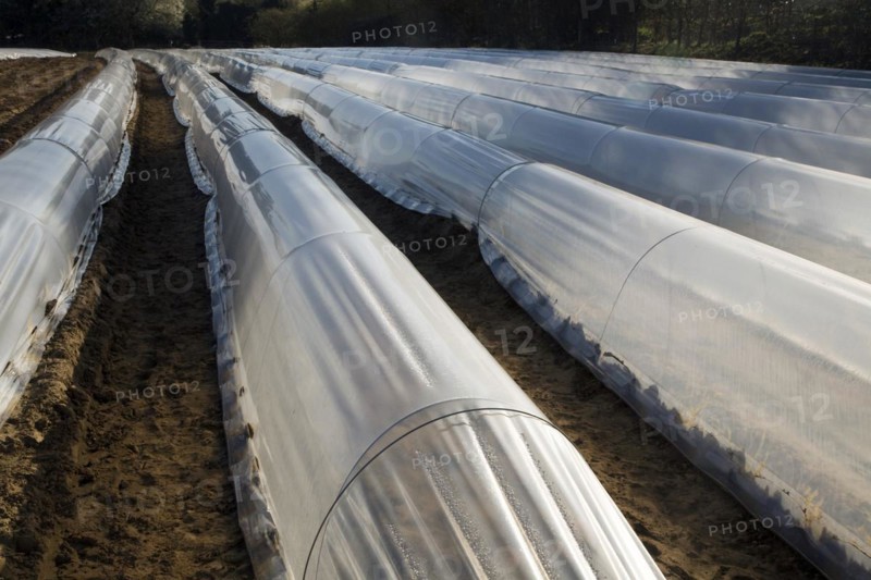 Plastic sheeting cloches protecting early vegetable crop in field, Hollesley, Suffolk, England, United Kingdom, Europe