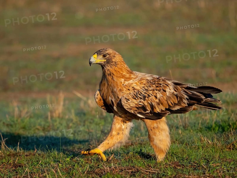 Spanish imperial eagle (Aquila adalberti), El Millaron Imperial Eagle Hid, Salorino, Extremadura Caceres, Spain, Europe