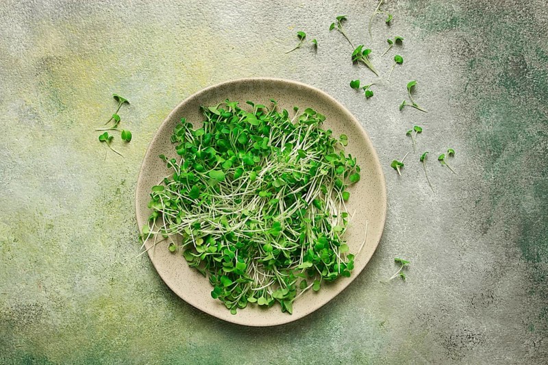 Fresh micro-greenery, on a plate, top view, no people