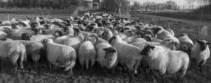 Black-headed domestic sheep (Ovis gmelini aries) penned for loading on the pasture in the early morning, Mecklenburg-Vorpommern, Germany, Europe