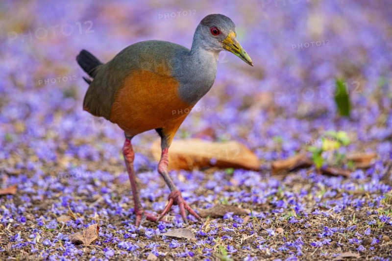Grey-necked wood rail (Aramides cajanea) Pantanal Brazil
