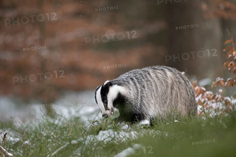Badger in the snow, Wittlich, Rhineland-Palatinate, Germany, Europe