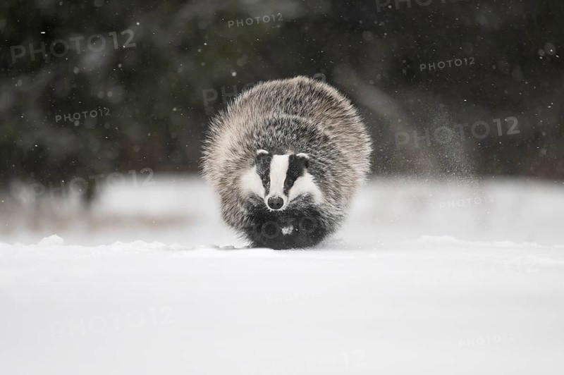 Badger in the snow, Wittlich, Rhineland-Palatinate, Germany, Europe
