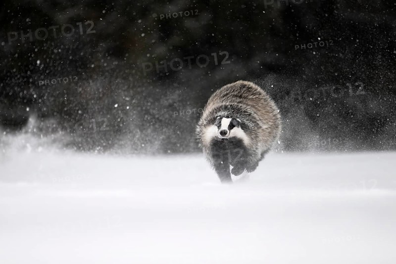 Badger in the snow, Wittlich, Rhineland-Palatinate, Germany, Europe