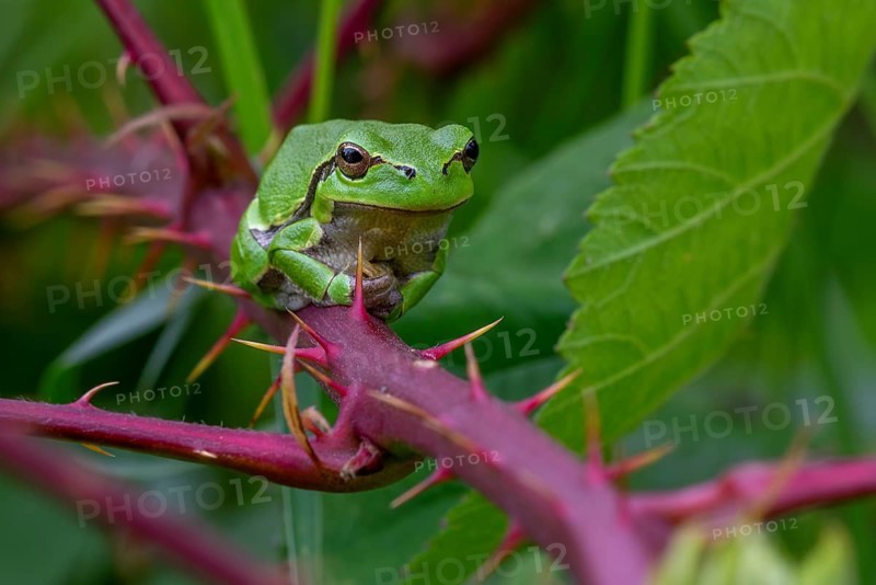 European tree frog (Hyla arborea, Rana arborea) sunning on prickly stem of bramble bush in spring, summer showing green camouflage colour