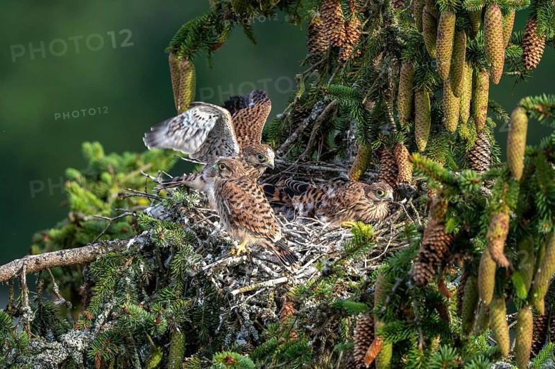 Common kestrel (Falco tinnunculus), young birds not yet ready to fly in the nest, Rhineland-Palatinate, Germany, Europe